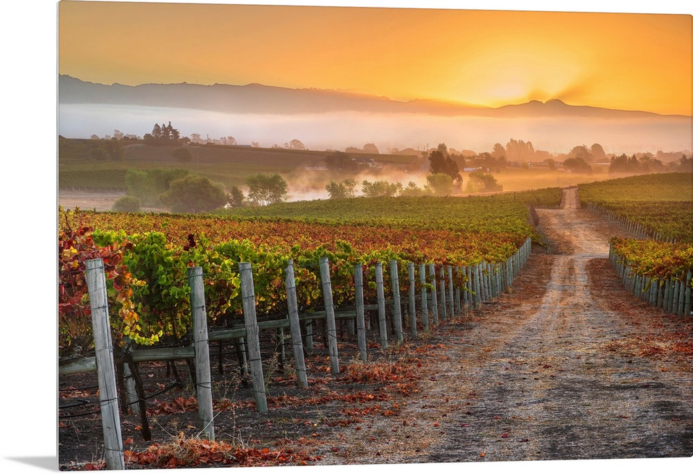 Vineyard Sunrise