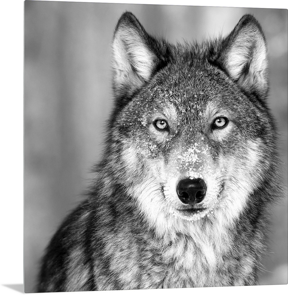 Black and white square image of a wolve in the snow.