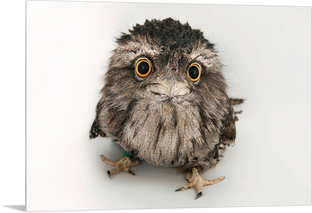 A tawny frogmouth owl, Podargus strigoides, at the Fort Worth Zoo.