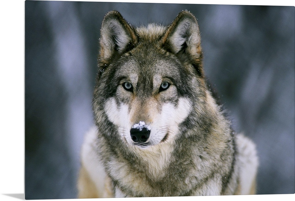 Large horizontal photograph of a gray wolf with a light dusting of snow on its face, at the International Wolf Center in E...