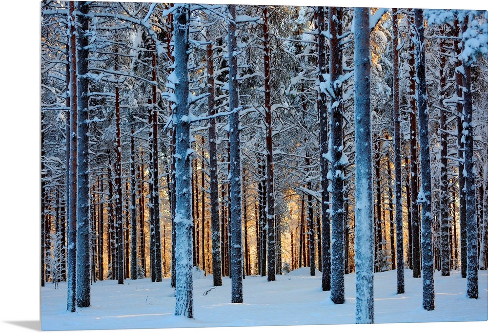 Lapland Woods In Winter At Sunset, Kuusamo, Finland