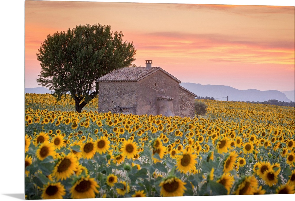 Provence, Valensole Plateau, France, Europe. Lonely farmhouse in a field full of sunflowers, lonely tree, sunset.