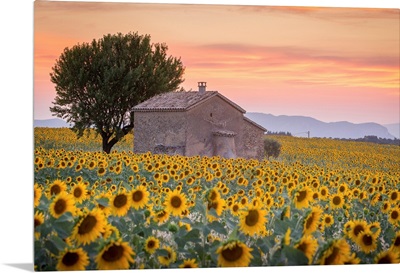 Provence, Valensole Plateau, France, Lonely farmhouse in a field full of sunflowers