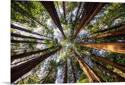 Towering Giant Redwoods, Muir Woods National Monument, California, Usa