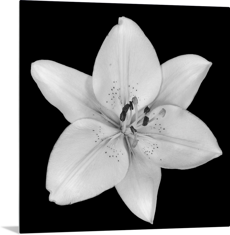 A single flower blossom on a dark backdrop in this square photographic wall art.