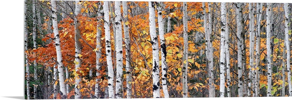 Panoramic photograph of tall bare lightly colored tree barks surrounded by autumn foliage in Ontonagon County, Michigan.