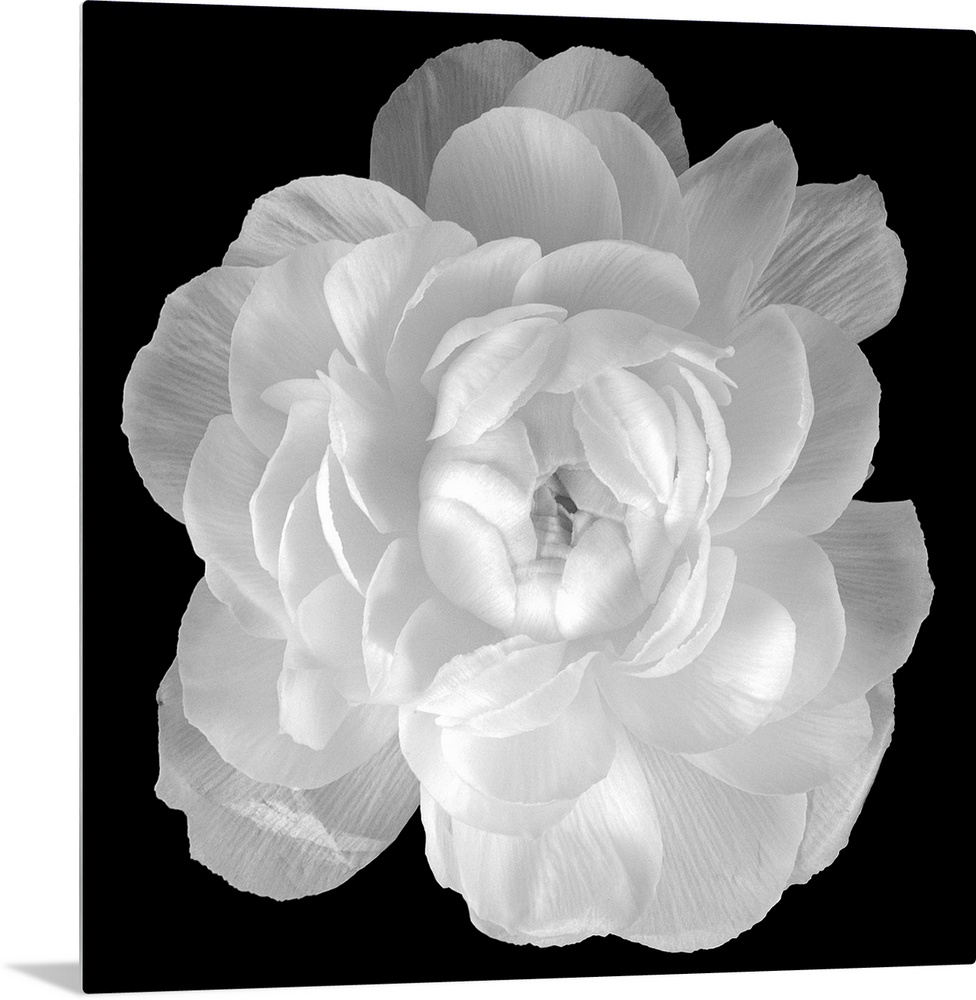 Big square photograph involving a close-up of a Ranunculus flower.