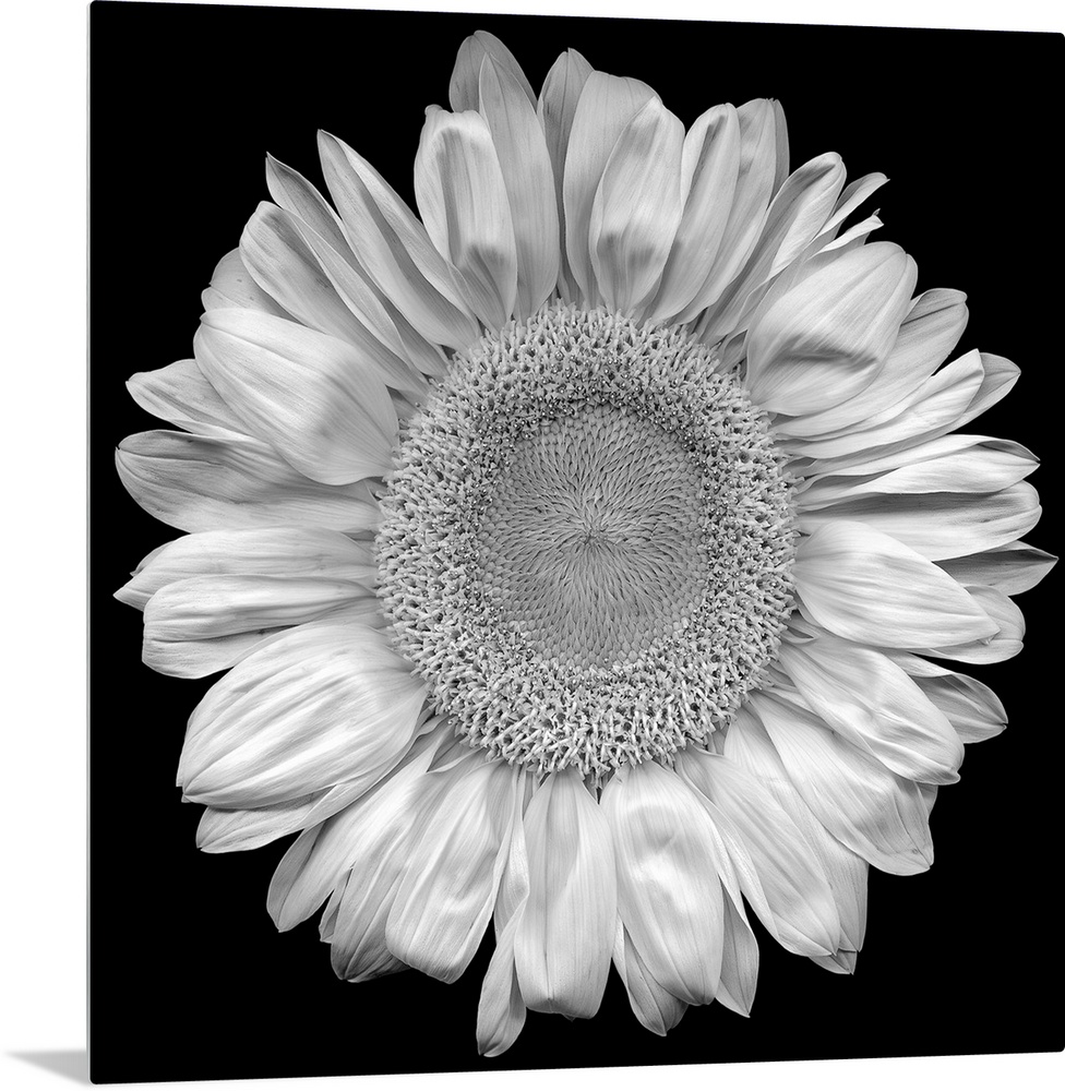 This top down photograph shows the stark contrast of a sunflower against a solid black backdrop.