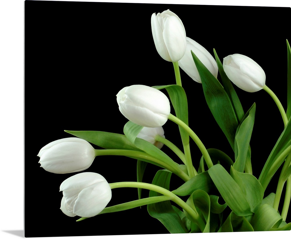 Photograph of flowers and their leaves against a dark staged background.