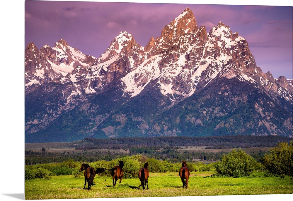 Wild Horses running, Grand Teton National Park, Wyoming