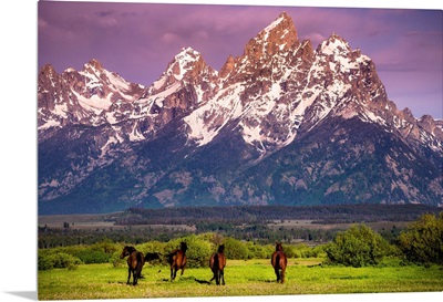 Wild Horses running, Grand Teton National Park, Wyoming