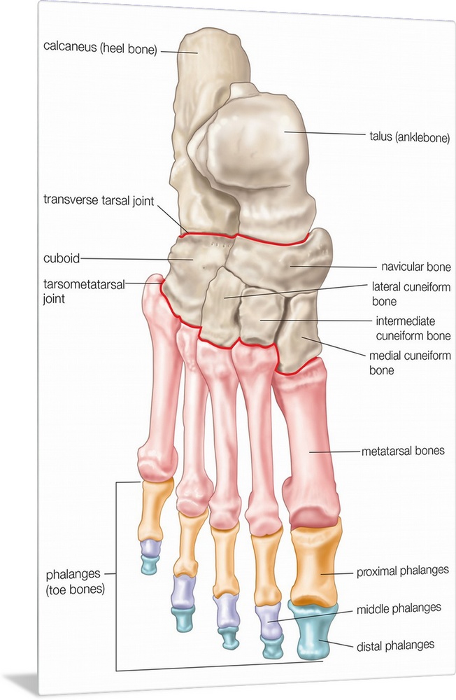 Bones of the foot - dorsal view. skeletal system