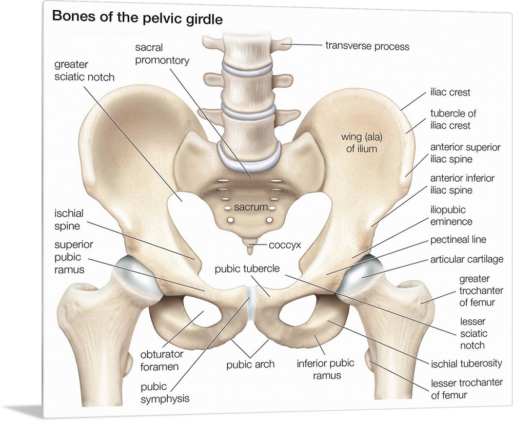 Bones of the pelvic girdle. skeletal system