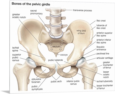 Bones of the pelvic girdle. skeletal system
