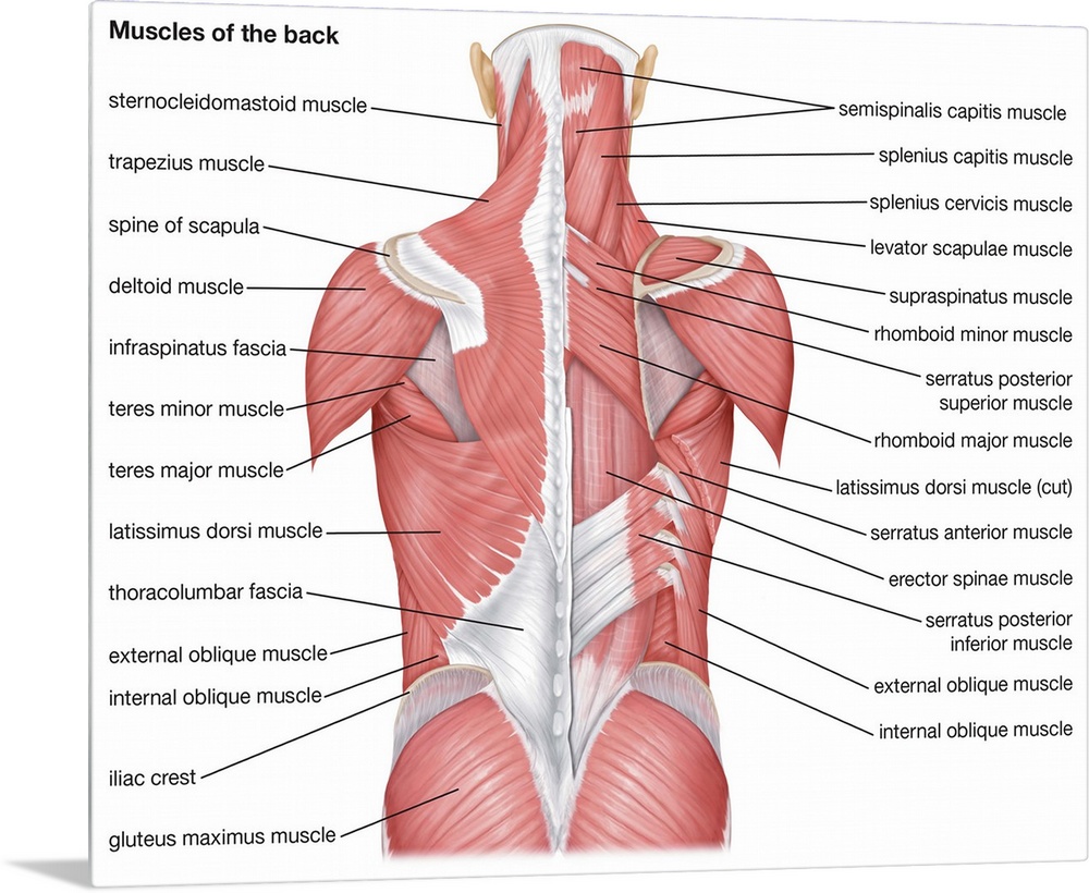 Muscles of the back - posterior view