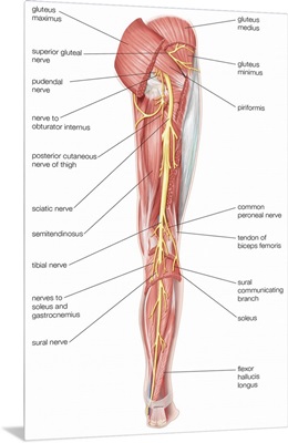 Nerves of the right leg - posterior view. nervous system