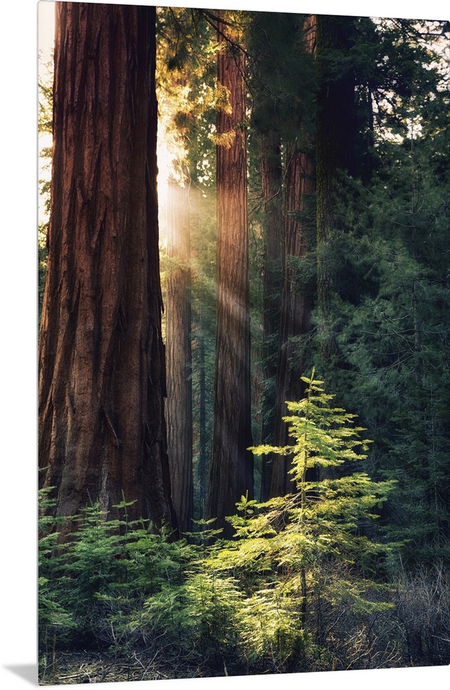 Redwood National Park, California - Sunlit Trees