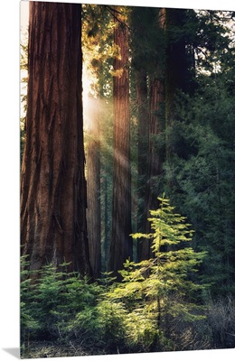 Redwood National Park, California - Sunlit Trees