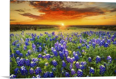 Texas Bluebonnet Flower Field & Sunset