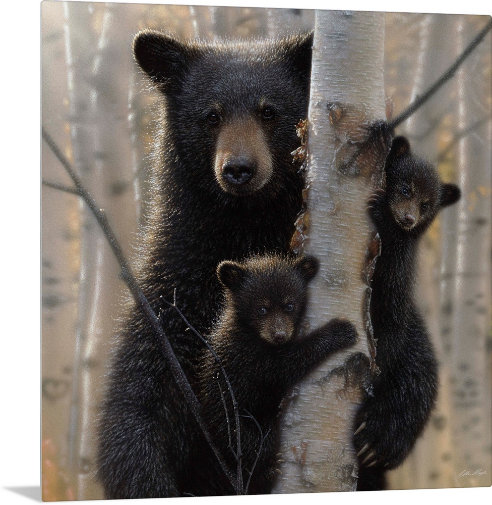 Black Bear Mother and Cubs - Mama Bear