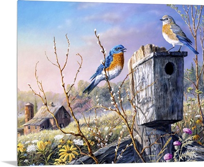 Old Homestead Bluebirds