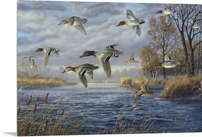 Sanctuary Bay - Green Winged Teal