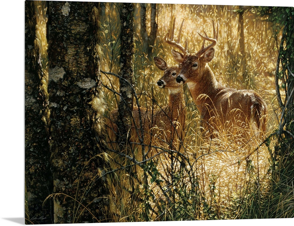 Whitetail Deer - A Golden Moment - Horizontal