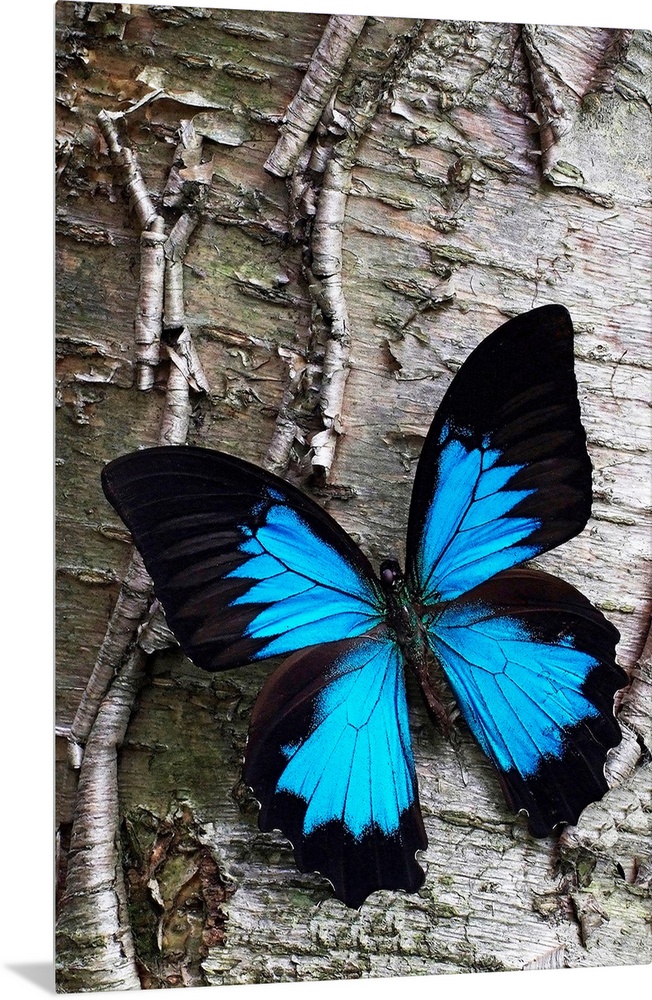 Photograph of brightly colored insect on cracked tree bark.