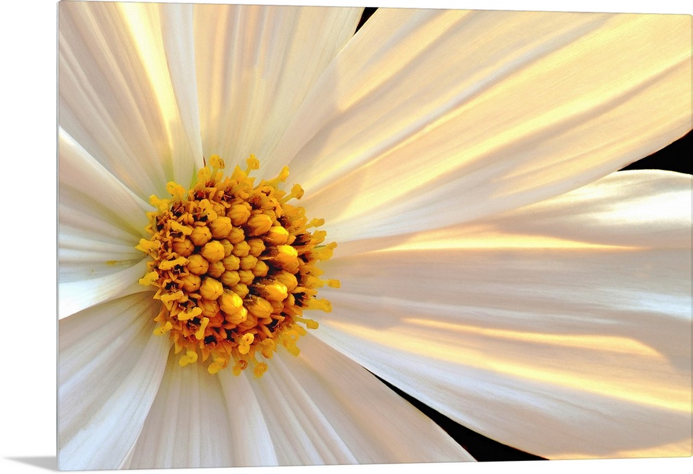 Giant, horizontal close up photograph of a daisy that is sun lit from behind, with white and golden petals.