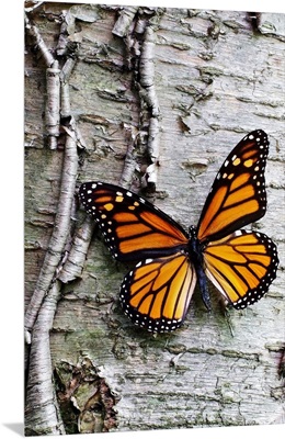 Monarch on Birch