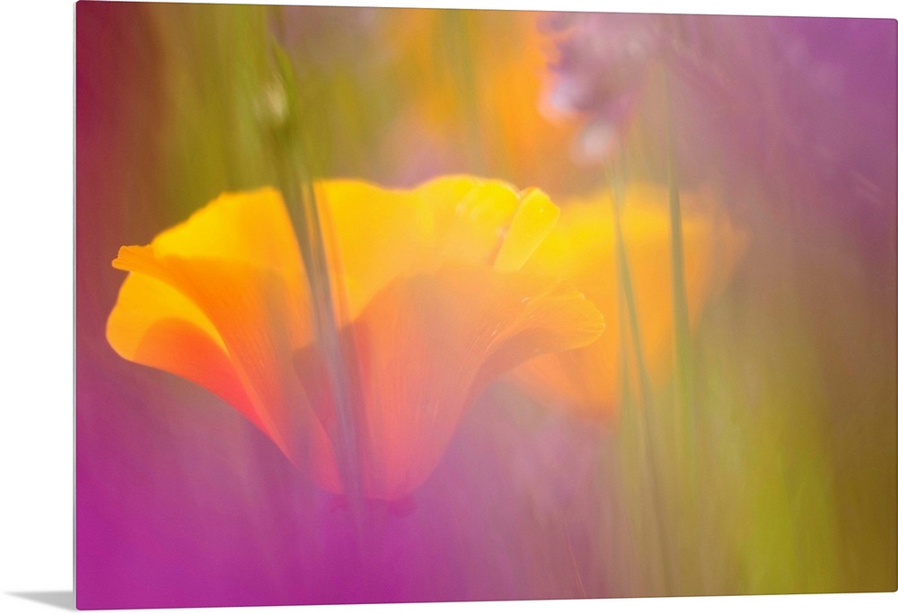 Flower blooms seen through a soft foggy haze.