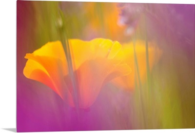 Orange Poppies amidst Lavendar