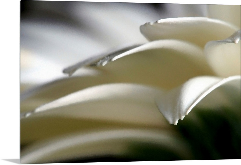 Horizontal home decor of an extreme close up photograph of flower petals on a daisy.