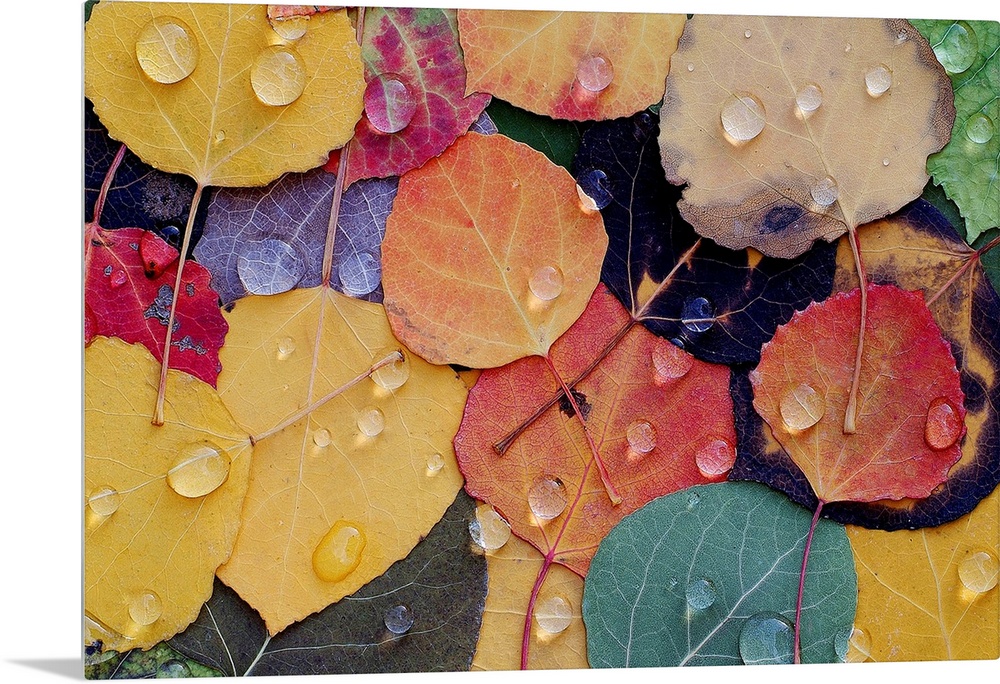 A huge photograph displaying a colorful assortment of rough leaves wet with rain in the Fall.