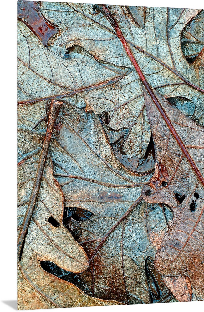 Up-close vertical panoramic photograph of soaked leaves showing their outline and veins.