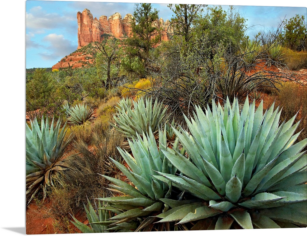 Dessert plants growing in the foreground of this photograph of a famous geographic feature.