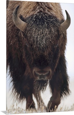 American Bison (Bison bison) portrait in snow, North America