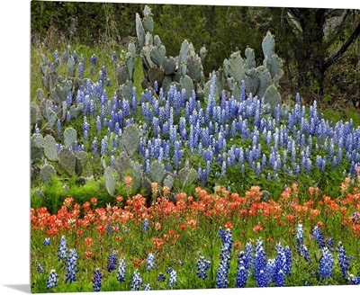 Bluebonnet, Paintbrush and Pricky Pear cactus, Texas