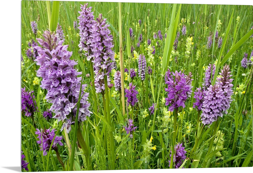 Broad-leaved Marsh Orchid (Dactylorhiza majalis) flowering, Zeeland, Netherlands