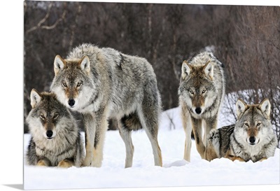 Gray Wolf (Canis lupus) group, Norway