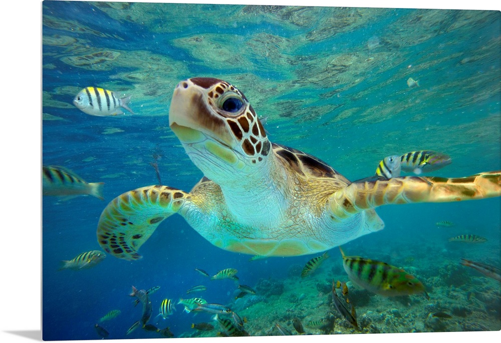 Huge photograph displays a close-up of a tortoise as it swims through a school of fish within a shallow portion of the Pac...