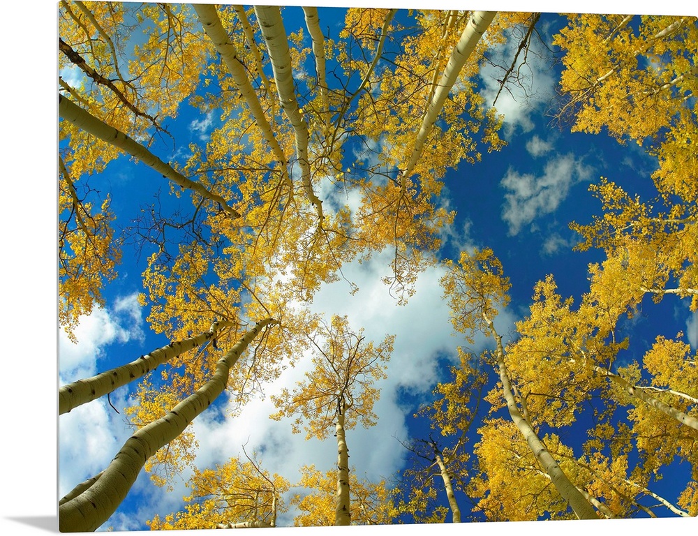 Big photograph looking up at a forest of Aspen trees with the sunny Colorado sky in the background.