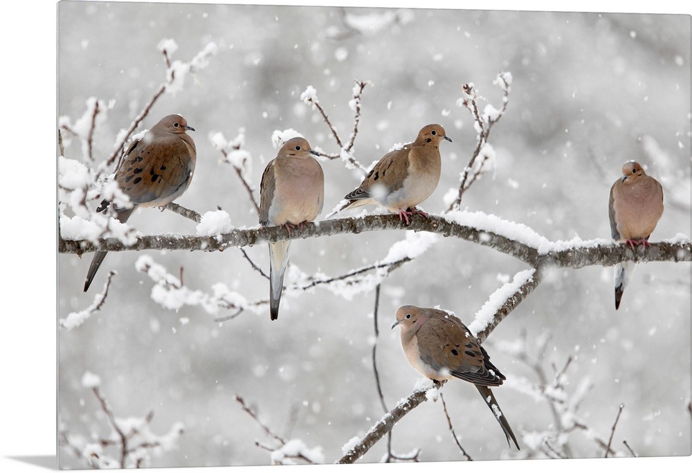 Horizontal, large photograph of five mourning doves on a snow covered branch in Nova Scotia, Canada.