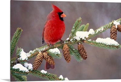 Northern Cardinal (Cardinalis cardinalis) male, South Lyon, Michigan