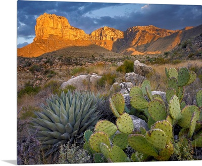 Opuntia cactus and Agave near El Capitan, Chihuahuan Desert, Texas