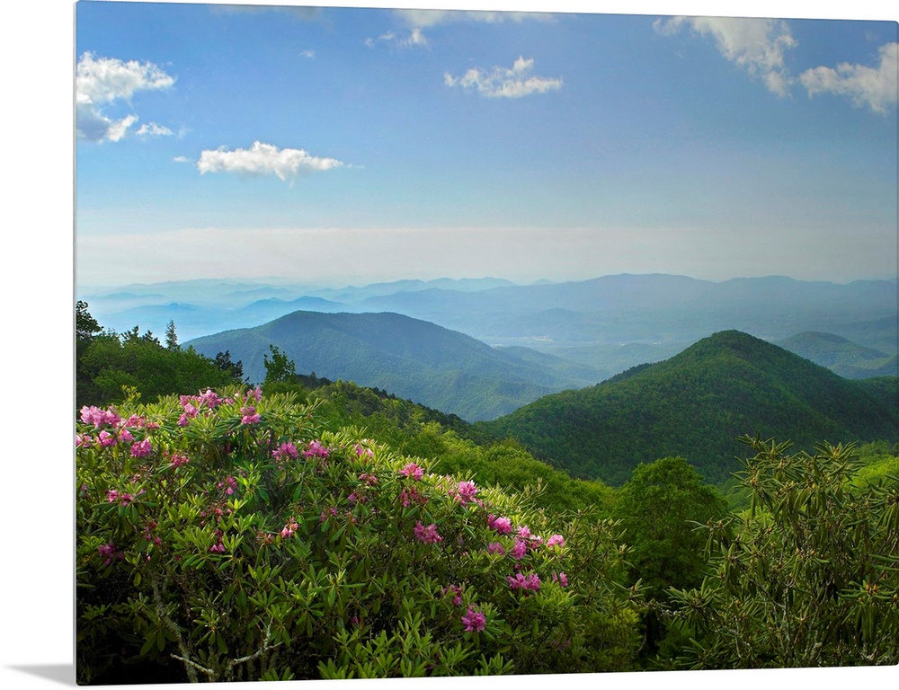 Photograph of tree tops with rows of mountain silhouettes fading into the mist under a cloudy sky.