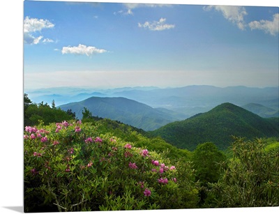 Rhododendron tree flowering, Blue Ridge Parkway, North Carolina