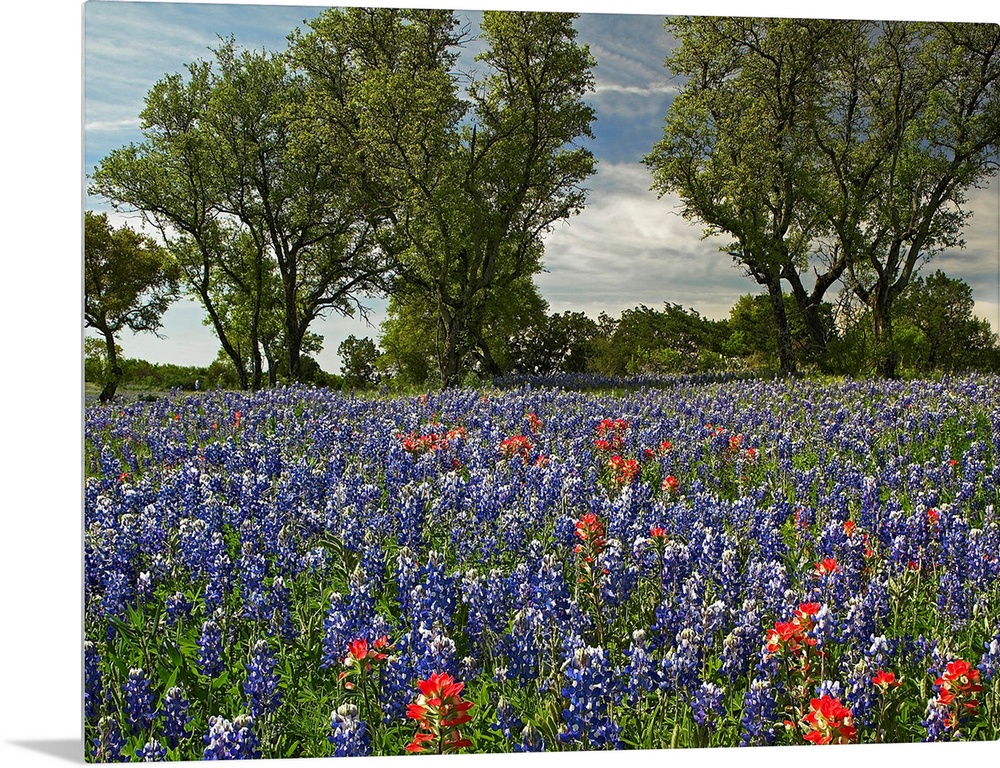 Huge photograph shows a field covered with brightly colored flowers extending throughout the entire picture.  In the middl...
