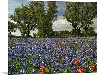 Sand Bluebonnets and Indian Paintbrush in bloom Hill Country Texas