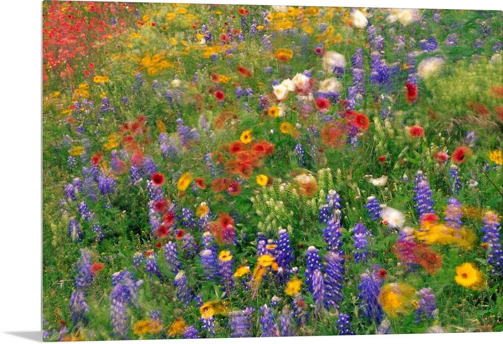 Photograph of brightly colored flowers and tall grass swaying in the breeze with a blurred effect.